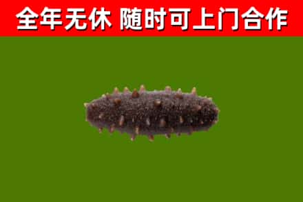 资阳回收海参干